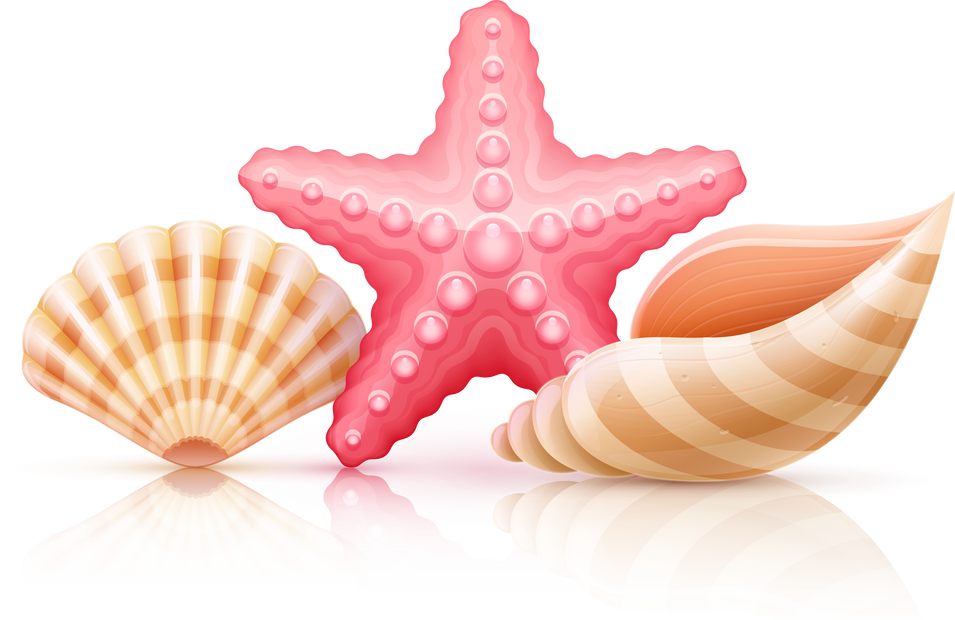 Set of summer sea shells and starfish PNG